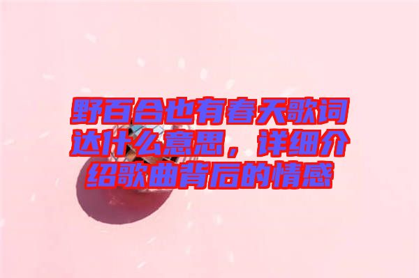 野百合也有春天歌詞達(dá)什么意思，詳細(xì)介紹歌曲背后的情感