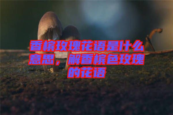 香檳玫瑰花語是什么意思，解香檳色玫瑰的花語